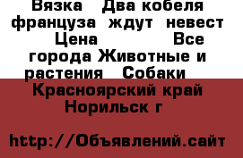  Вязка ! Два кобеля француза ,ждут  невест.. › Цена ­ 11 000 - Все города Животные и растения » Собаки   . Красноярский край,Норильск г.